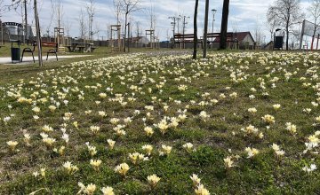 Wiosna zawitała w Parku Południowym