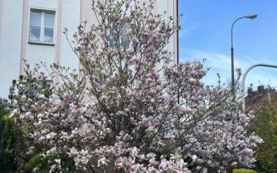 Kwitnące magnolie - rabata przy Zakładzie Budynków Komunalnych w Oleśnicy (10)