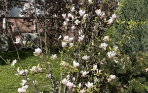 Kwitnące magnolie - rabata przy Zakładzie Budynków Komunalnych w Oleśnicy (9)