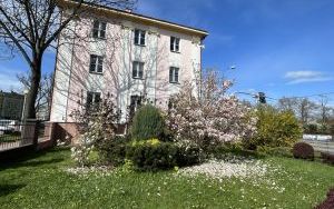 Kwitnące magnolie - rabata przy Zakładzie Budynków Komunalnych w Oleśnicy (6)