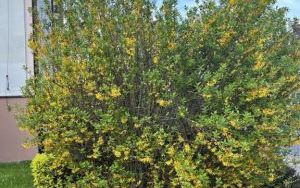 Kwitnące magnolie - rabata przy Zakładzie Budynków Komunalnych w Oleśnicy (7)