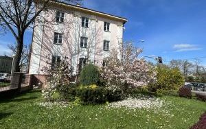 Kwitnące magnolie - rabata przy Zakładzie Budynków Komunalnych w Oleśnicy (8)