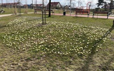 Krokuski w Parku Południowym (7)