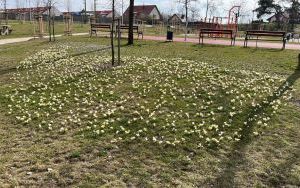 Krokuski w Parku Południowym (1)