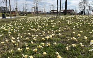 Krokuski w Parku Południowym (2)