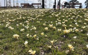 Krokuski w Parku Południowym (3)