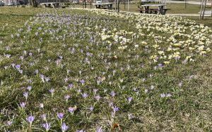 Krokuski w Parku Południowym (4)