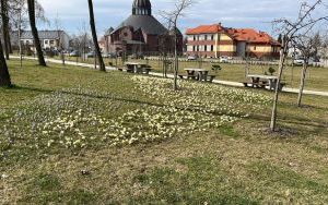 Krokuski w Parku Południowym (5)