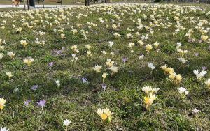 Krokuski w Parku Południowym (6)