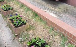 Wiosenne nasadzenia w gazonach (1)