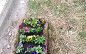 Wiosenne nasadzenia w gazonach (2)