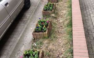 Wiosenne nasadzenia w gazonach (3)