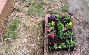 Wiosenne nasadzenia w gazonach (4)