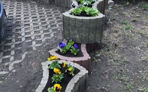 Wiosenne nasadzenia w gazonach (5)