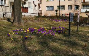 ul. 11 Listopada 1-4 (4)